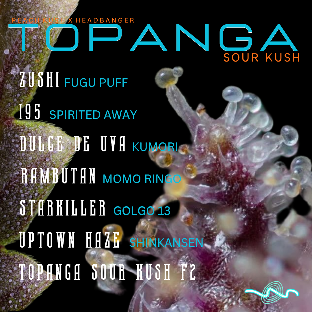 Topanga Sour Kush F2