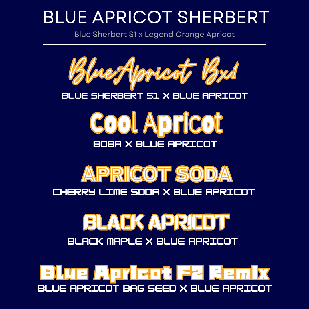 Blue Apricot Remix