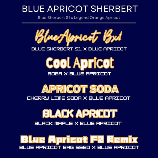 Blue Apricot Remix